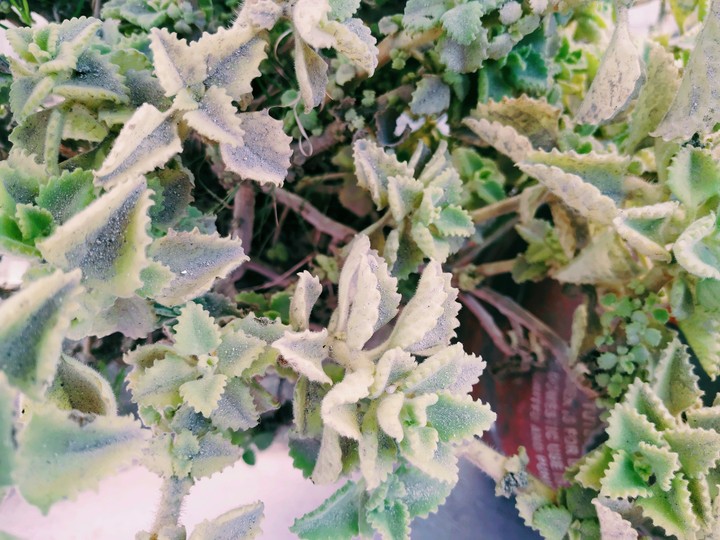 green plant
