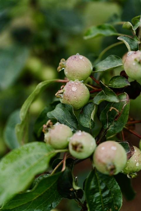 Ingredient, apples háttérképek