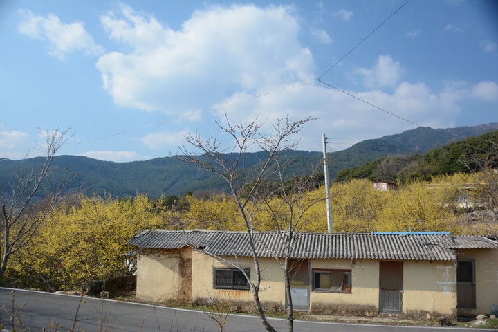 구례의봄이미지