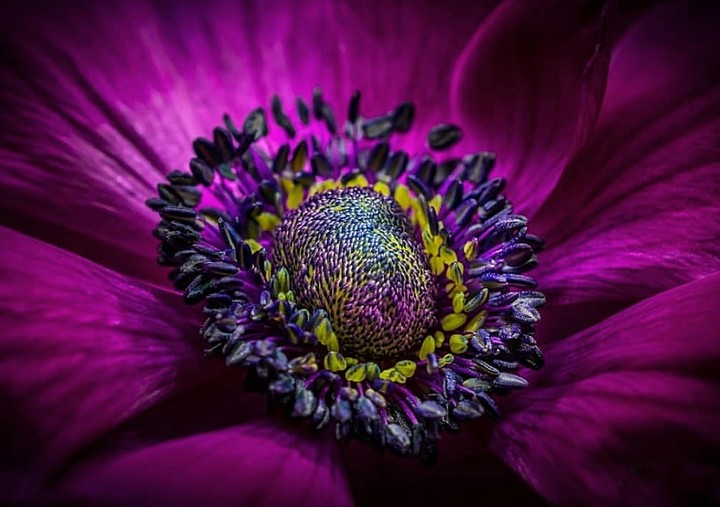 anemone