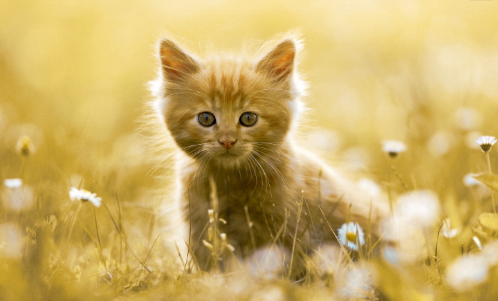 cute cat