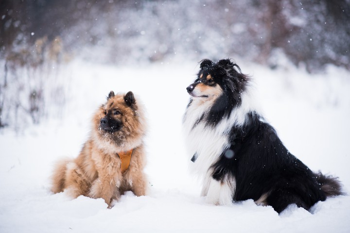 Snowy dogs