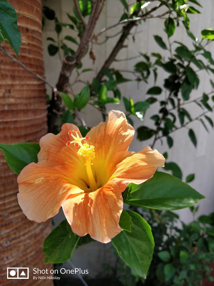 Hibiscus