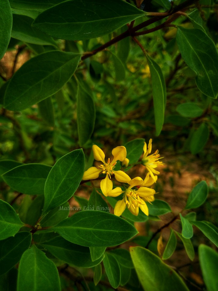flower blossom