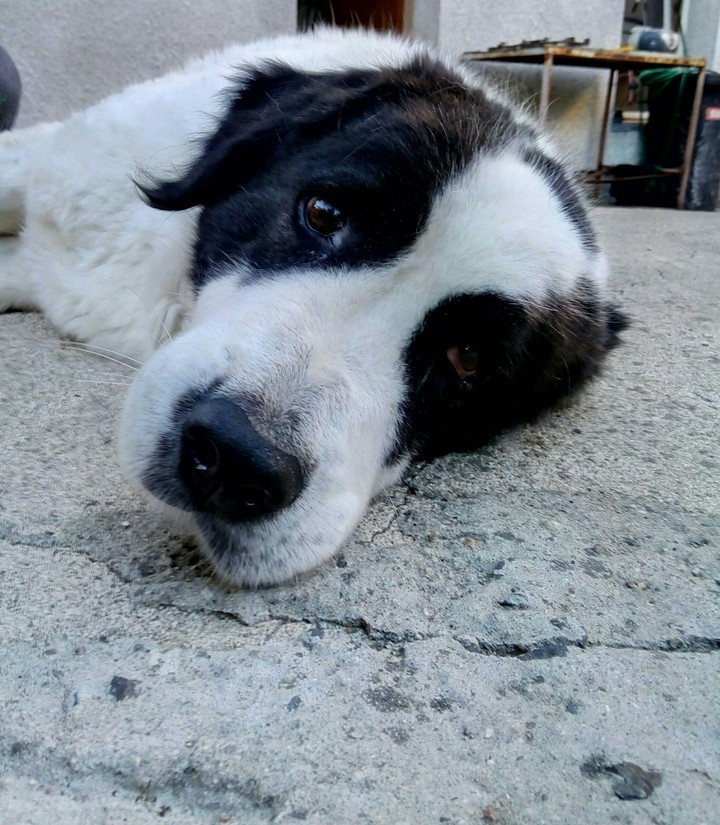 My dog 