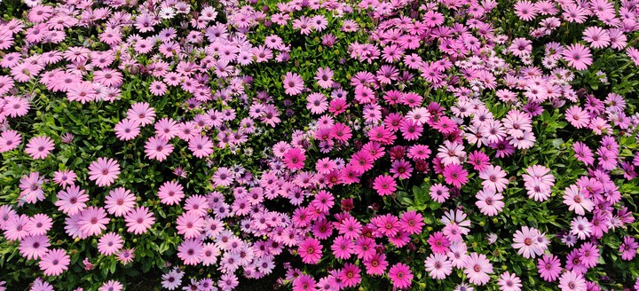 pink flowers