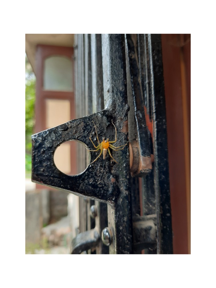 spiweb