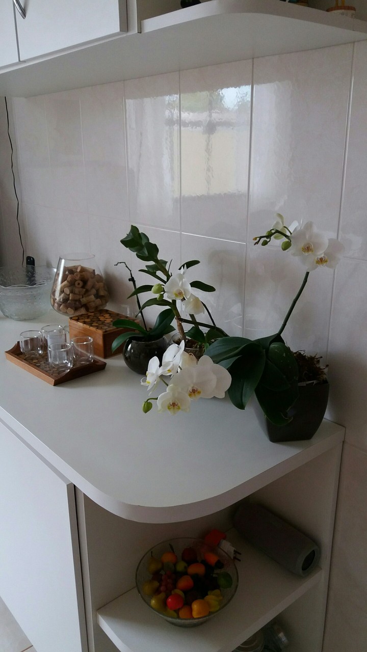 cantinho das orquídeas