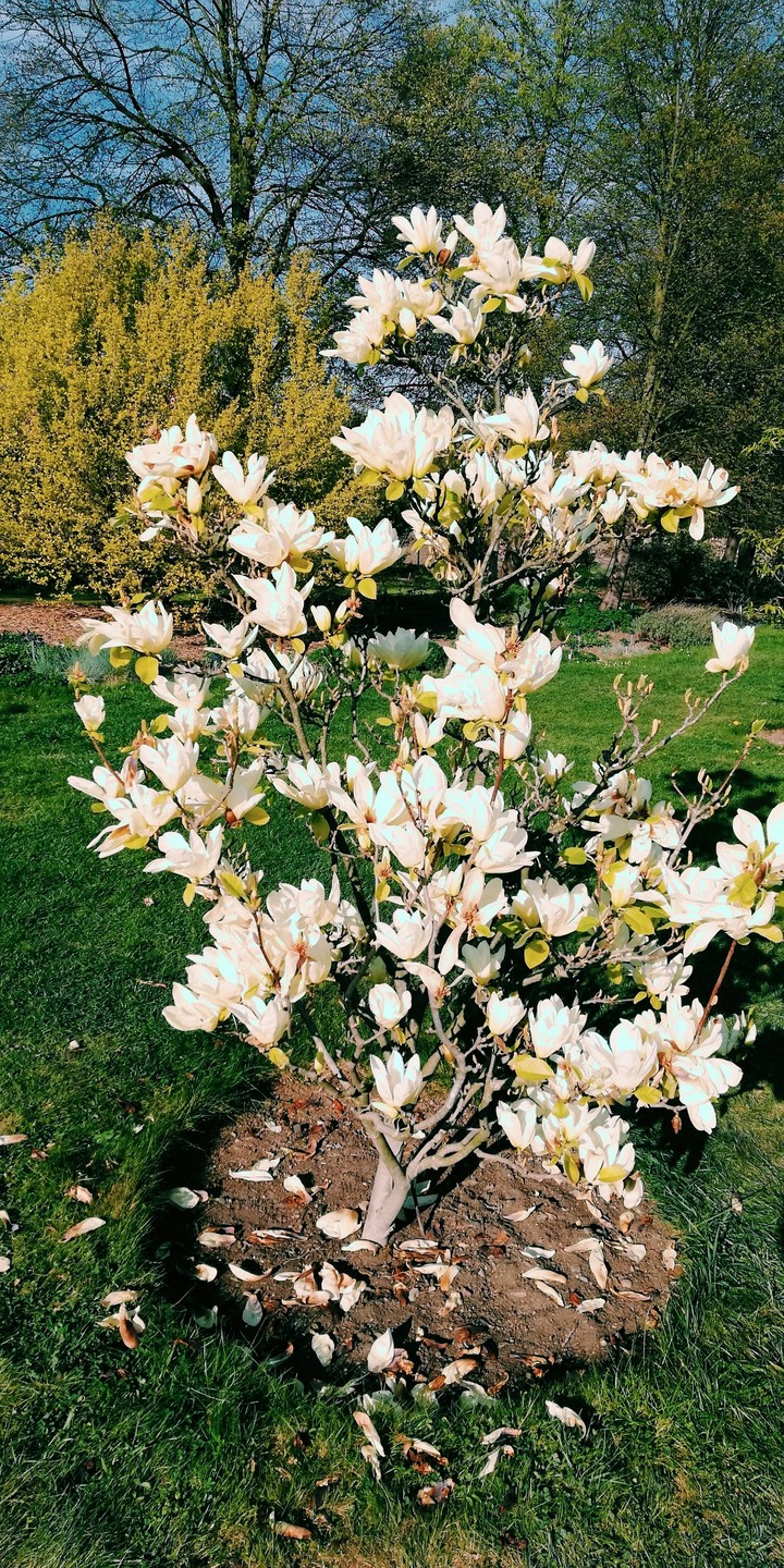 Magnolia flowers