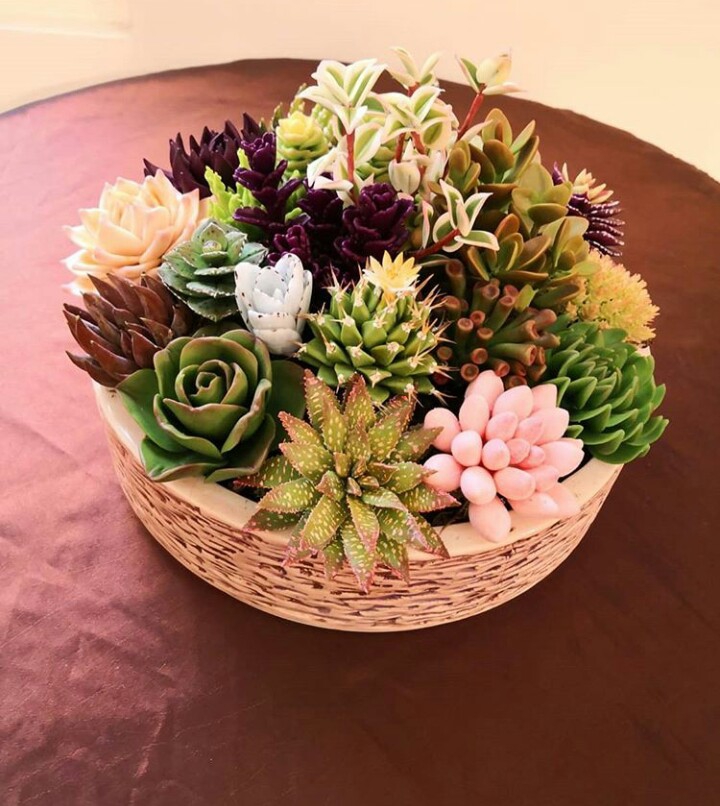 Ornamental cactus