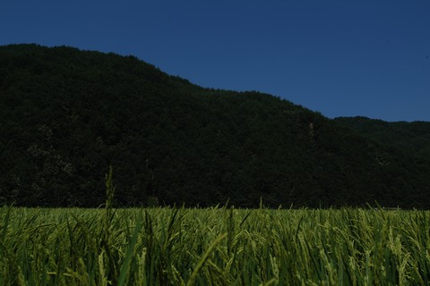 Asia