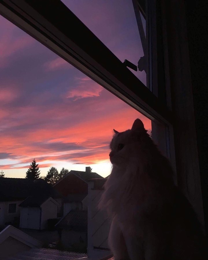 c a t