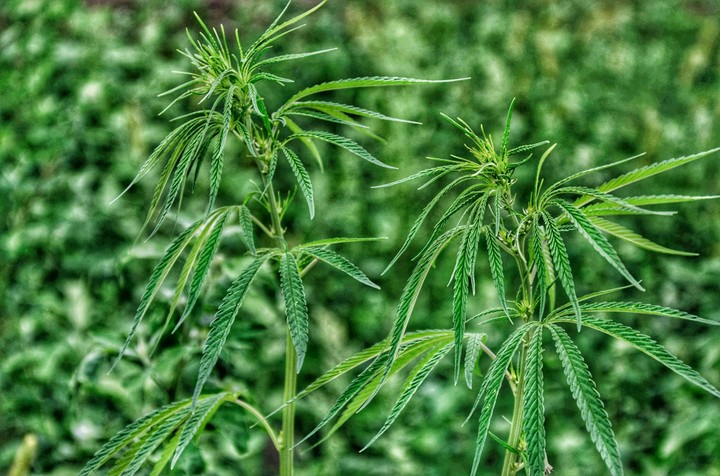 Marijuana