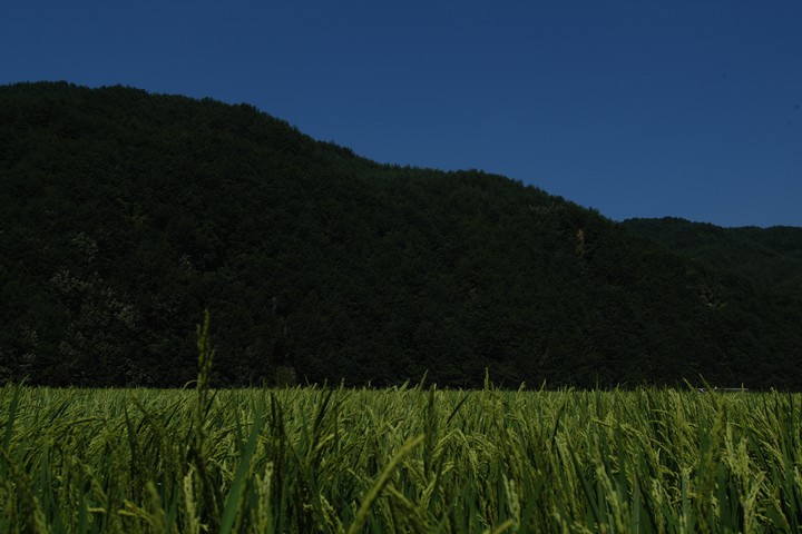 Asia