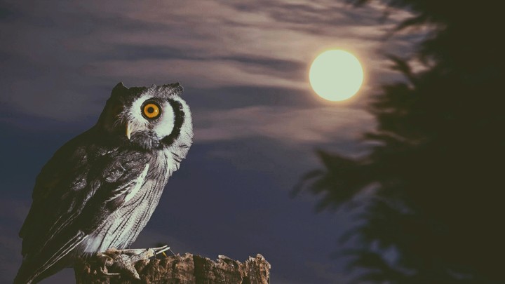owl
