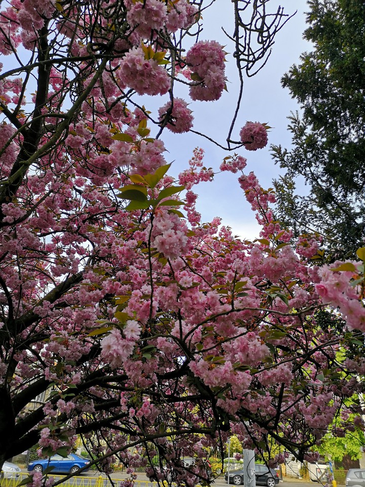 spring