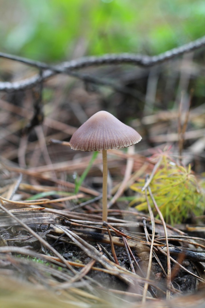 Mushroom