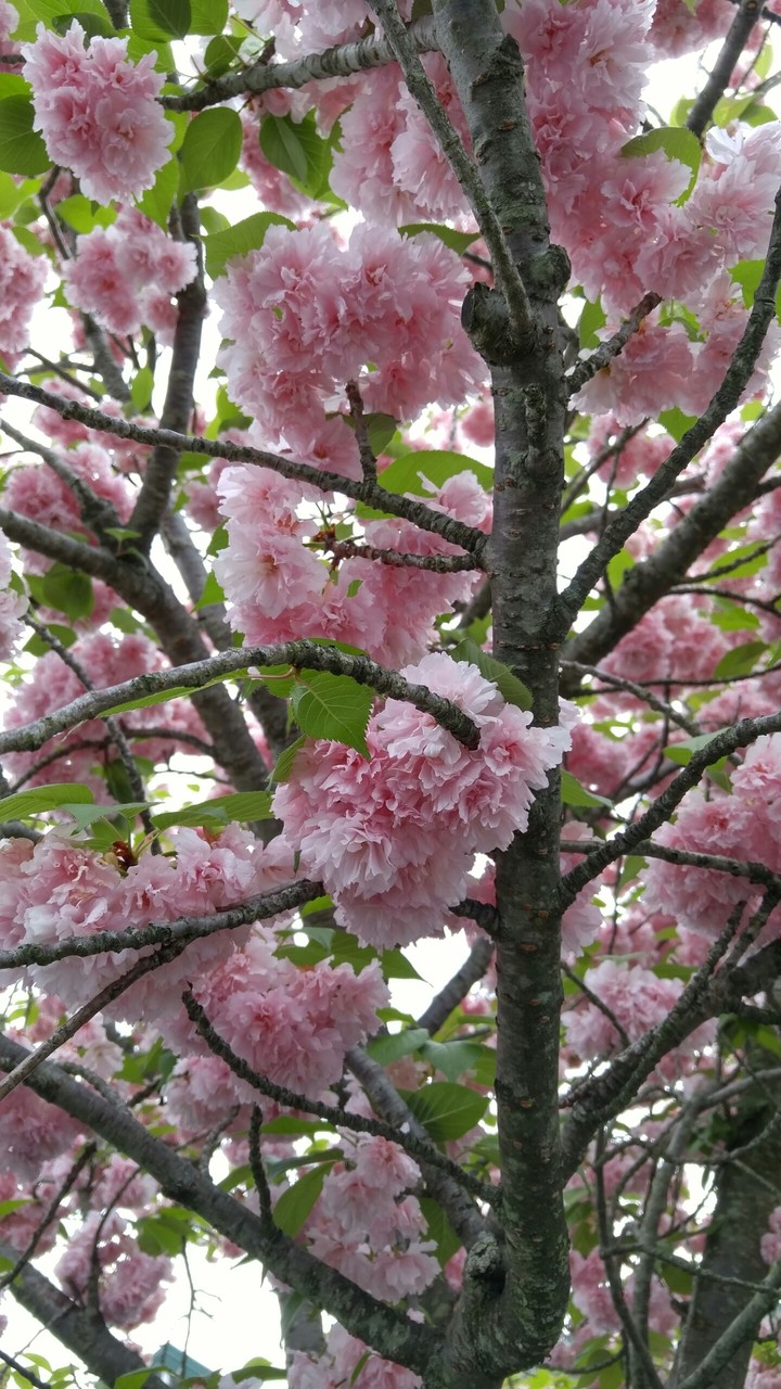 Pink Blossom Blooms 2
