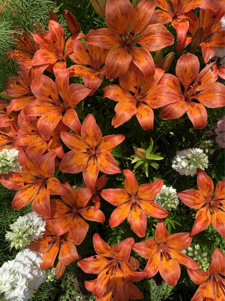 Flowers