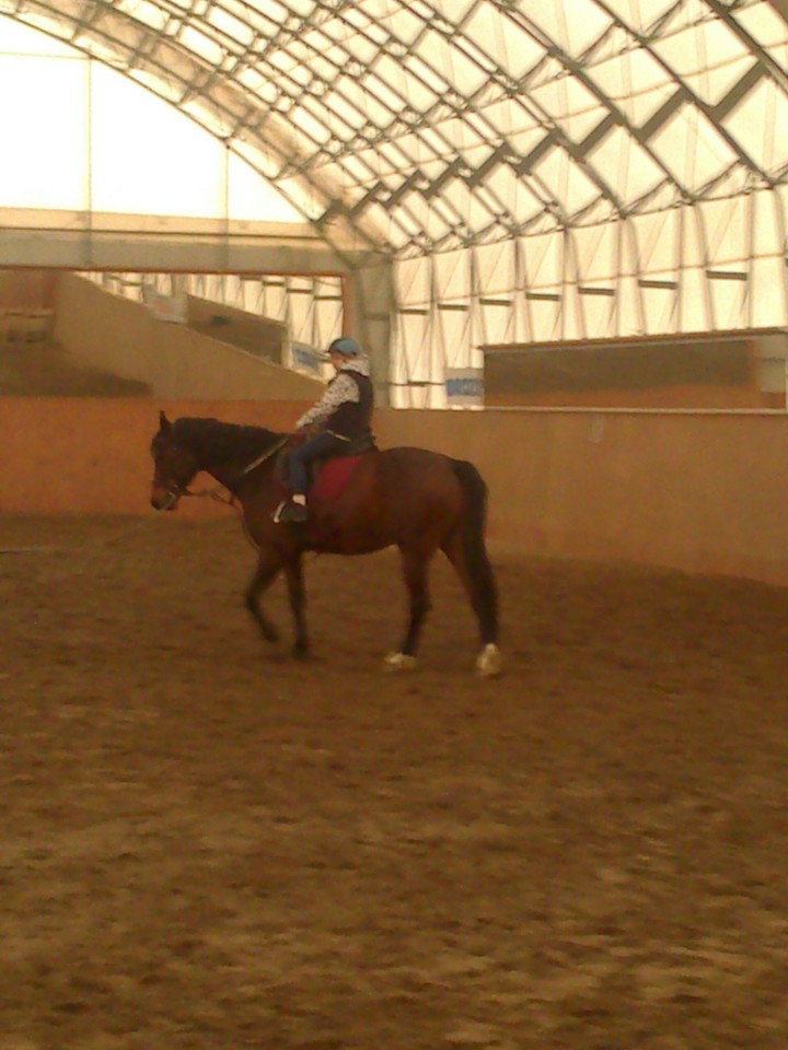 horse