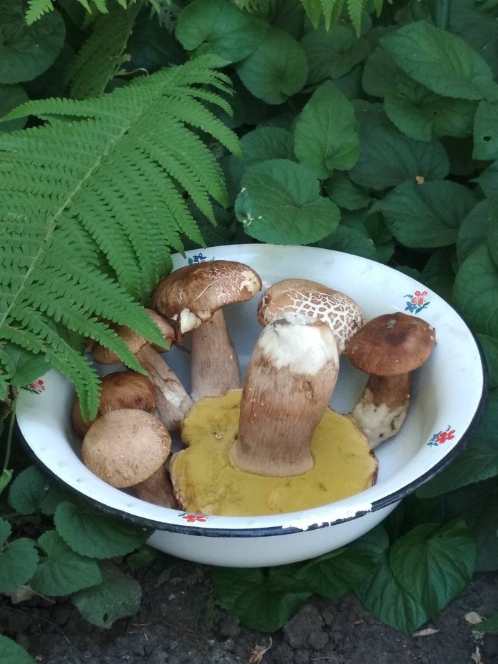 снова грибочки