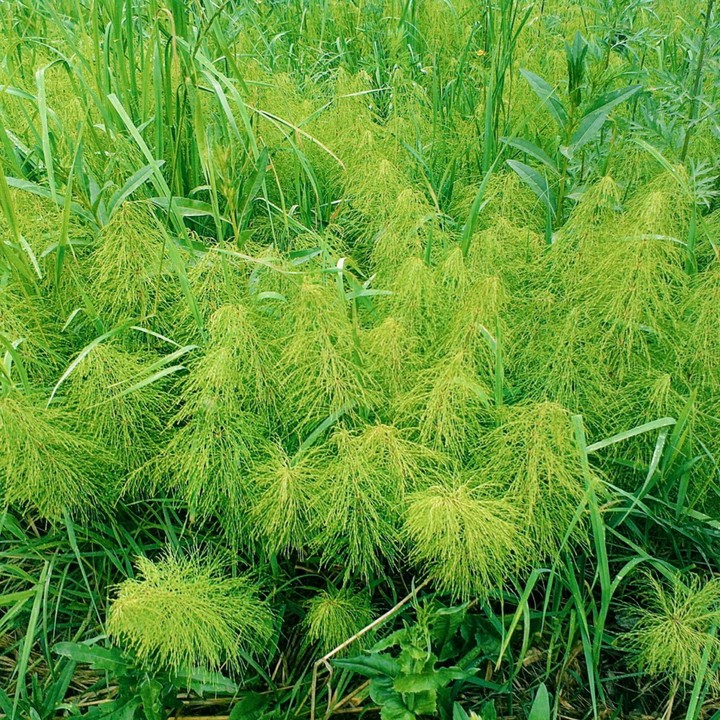 Grass