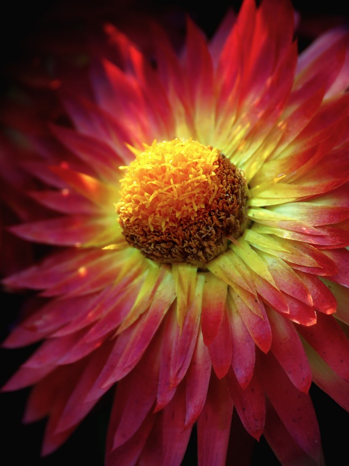 Golden everlasting/Straw Flower