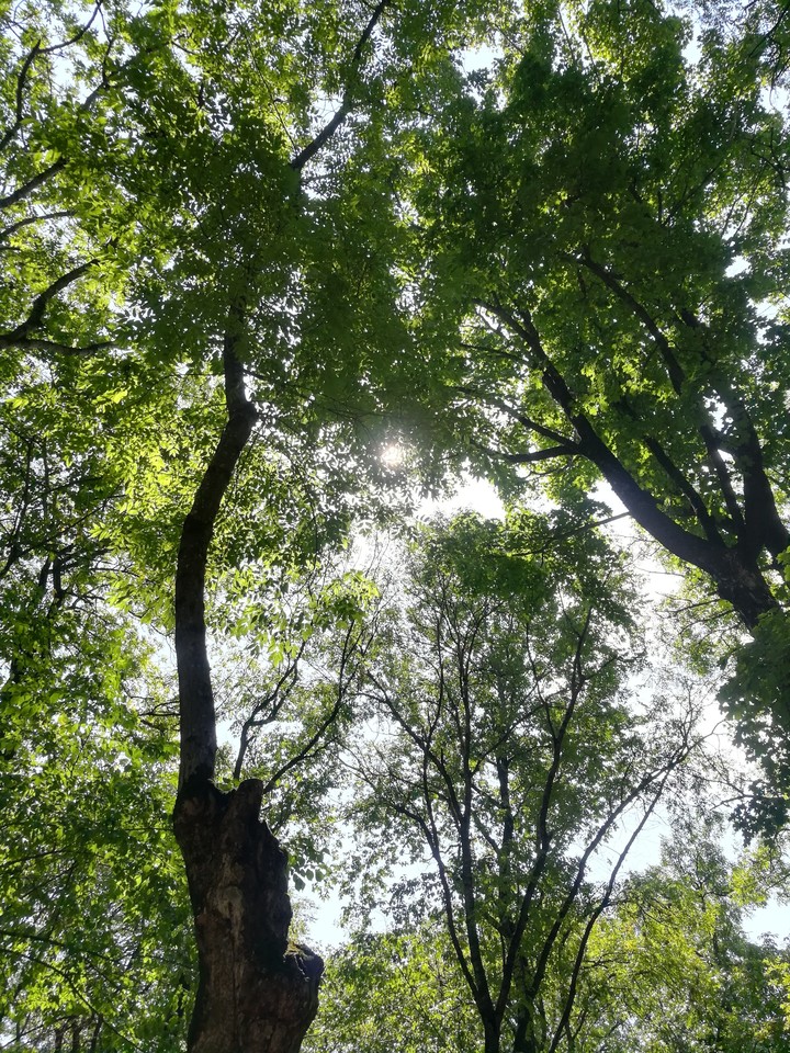 forest