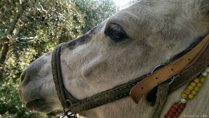 Horse (AT olanından)
