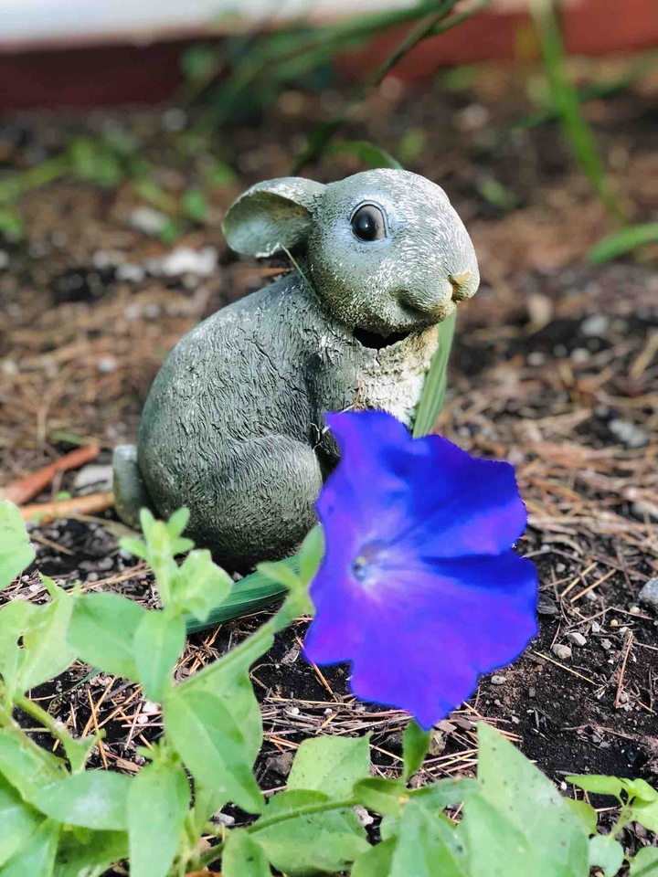rabbit