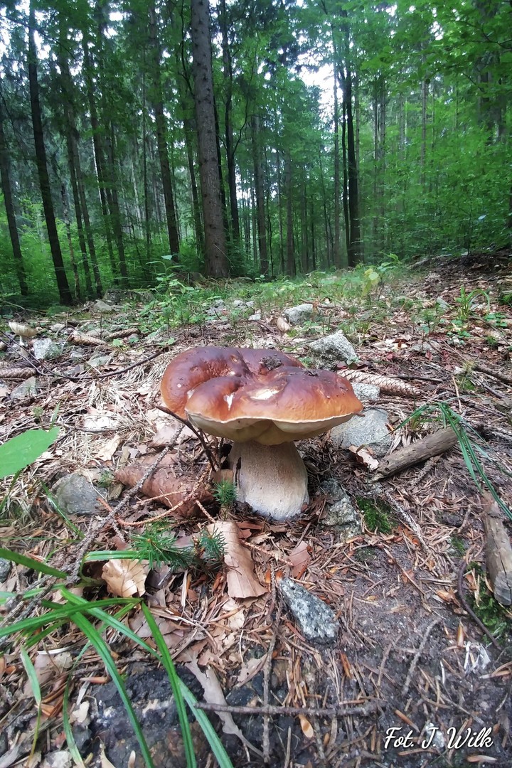 Borowik