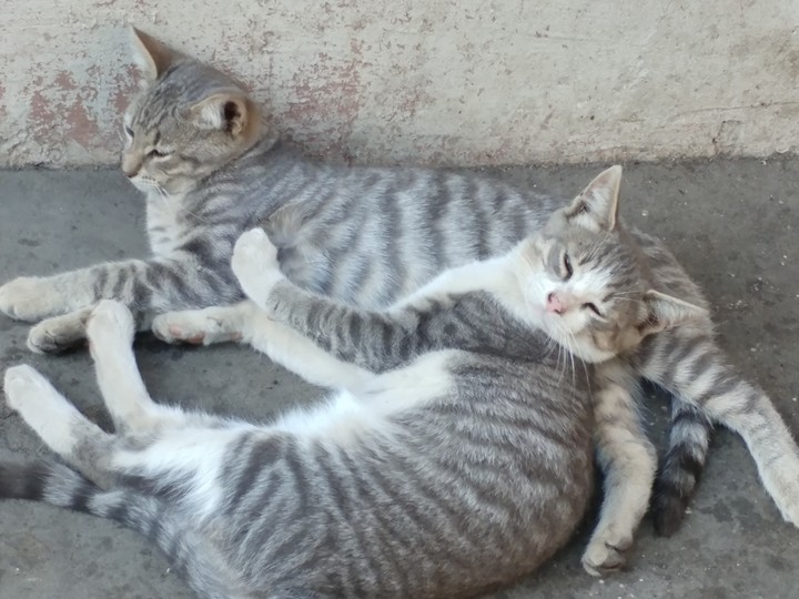 котэ