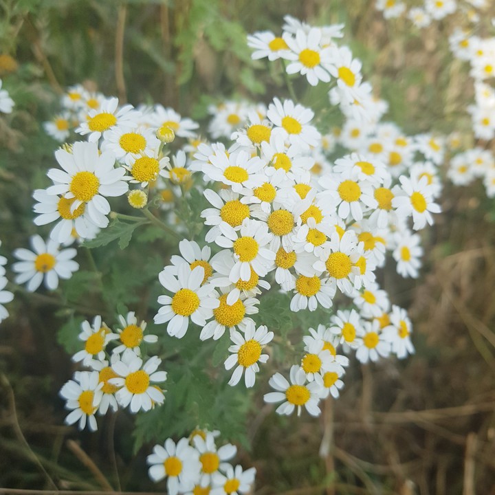 beautiful flower??