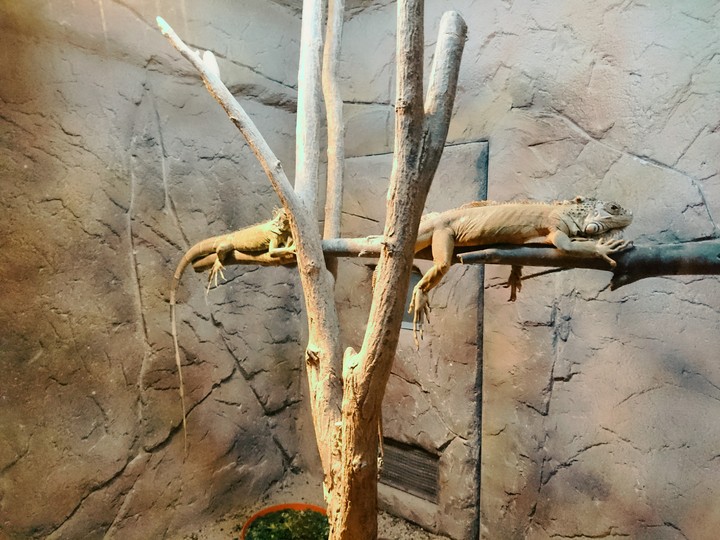 tree, animal, kertenkele