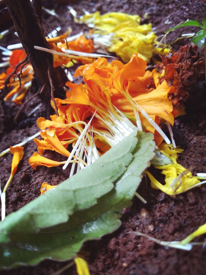 MariGold