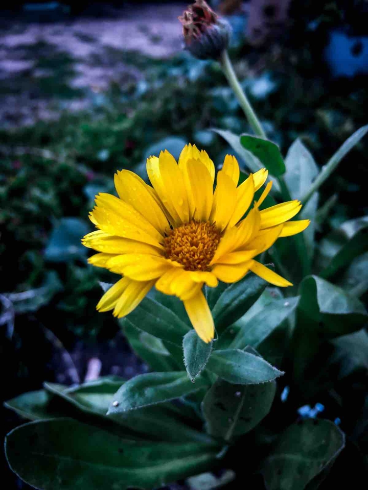 Flor del sol