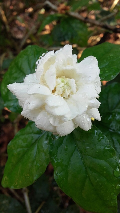 White Flower
