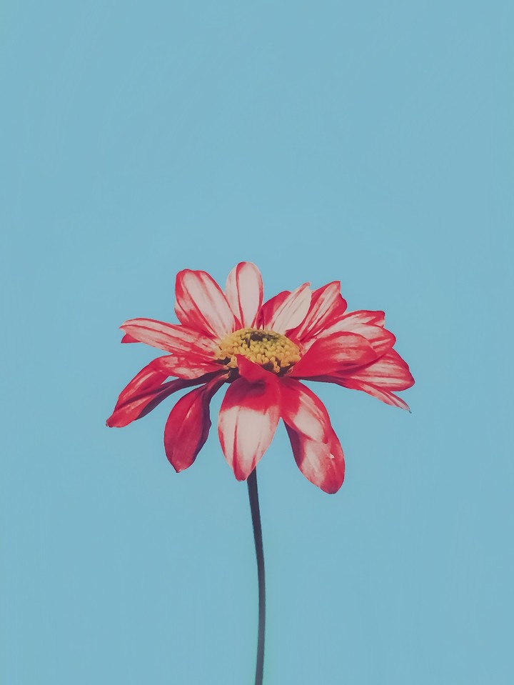flower.