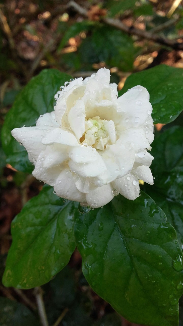 White Flower