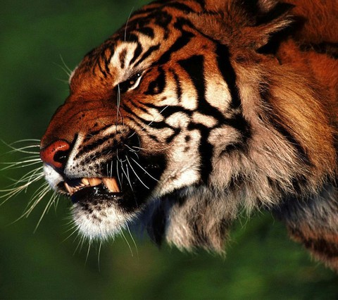 snarling tiger
