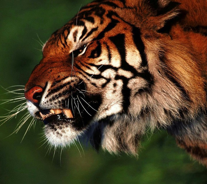 snarling tiger