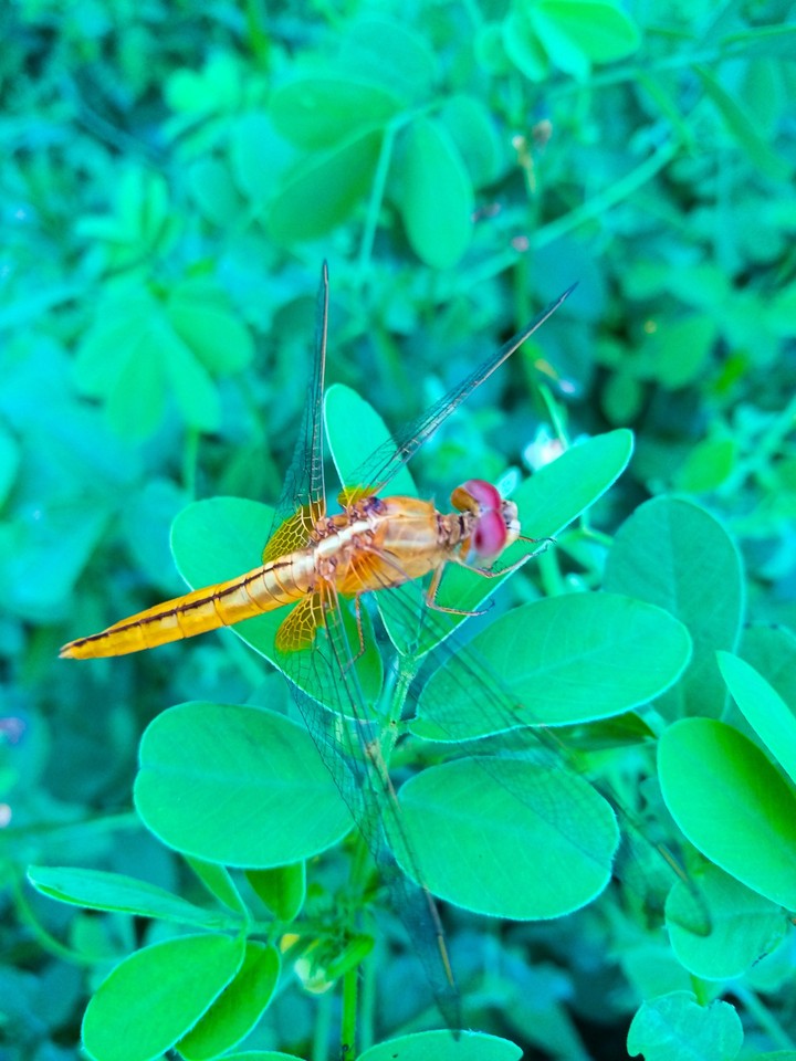 Fly