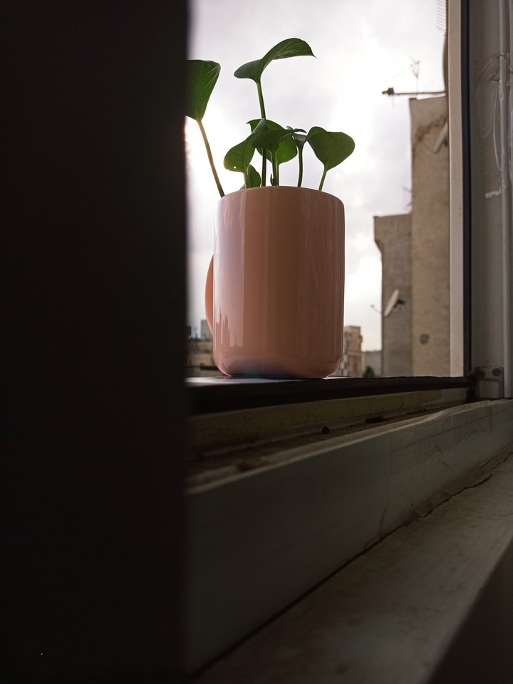 window