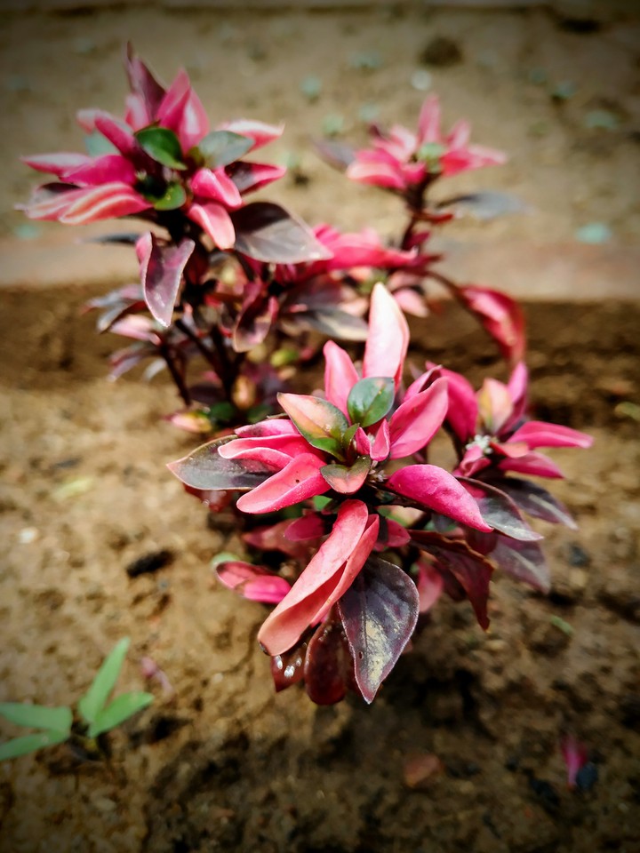 colours