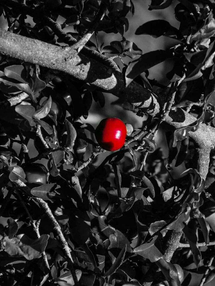acerola