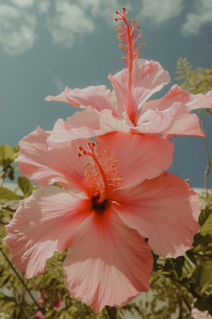 Flowers