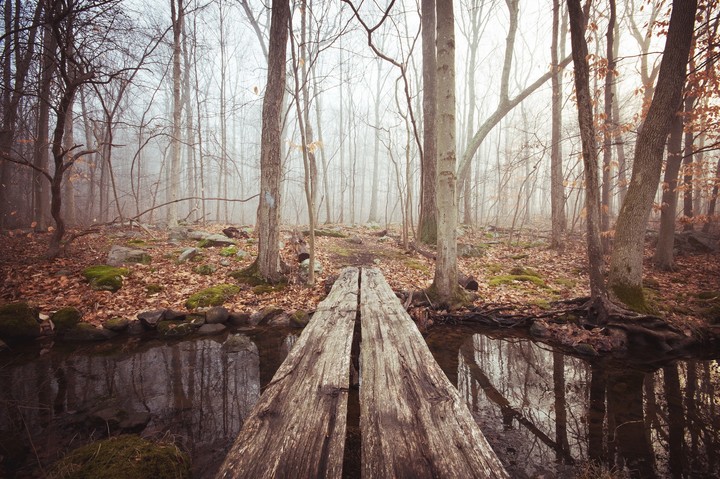 Mystery wood