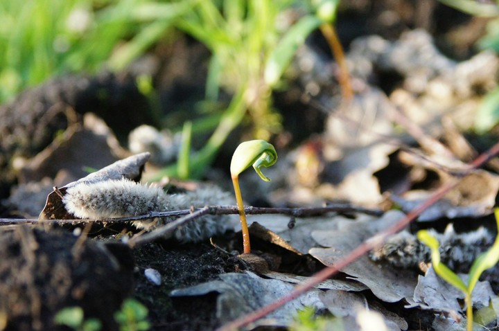 Spring!