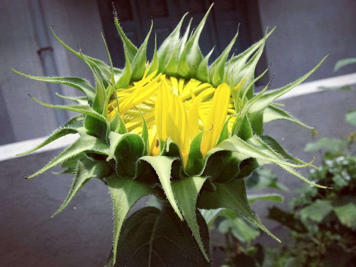 sun flower