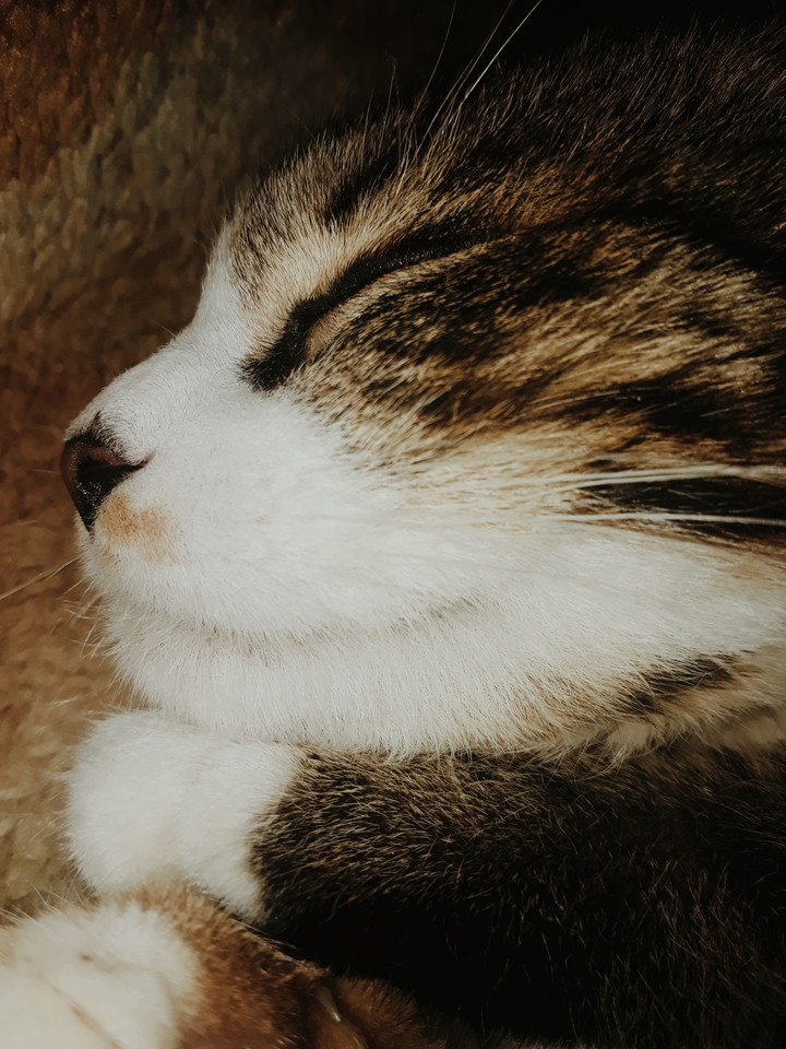 #кот